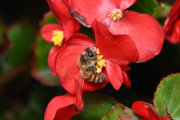 worker honey bee on red begonia flower