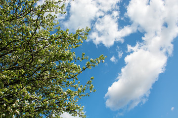 Fototapeta premium Branches of a blossoming tree and white clouds on a blue sky