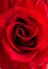 deep red rose  background. macro shot