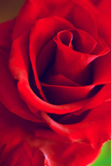 red rose background. close up shot