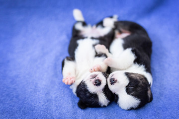 Two newborn cute black and white fluffy Welsh Corgi Cardigan puppies lie on their backs with their faces to the camera on a blue carpet at home. pet dog is sleeping and resting