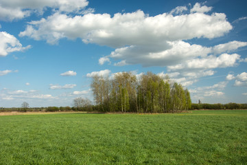 A group of trees growing on a meadow and white clouds on a blue sky