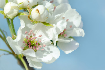 Fototapeta premium A close up of the pear flowers in orchard against the blue sky.