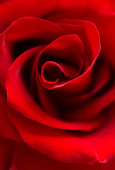 deep red rose  background. macro shot