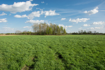 Fototapeta na wymiar Wheel tracks on a green meadow and shrubbery, white clouds on blue sky