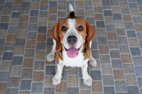 Young adorable beagle dog is looking at camera and smiling in cute gesture on tiles floor at home, focus on dog's face 