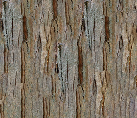 Obraz premium grobe Baumrinde, Texturen und Muster, Hintergrund
