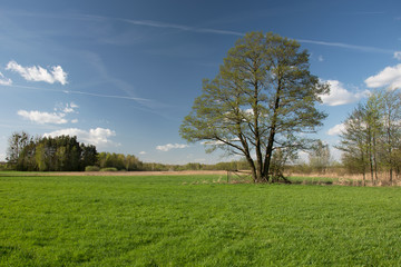 Fototapeta na wymiar Big tree on a green meadow, white clouds on blue sky