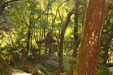 上賀茂神社の森