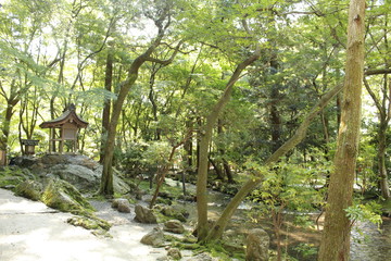 上賀茂神社の森