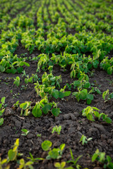 Small soy beans plants