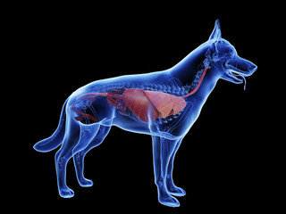 3d rendered medically accurate illustration of a dogs internal organs