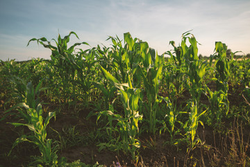 Summer nature, corn fields