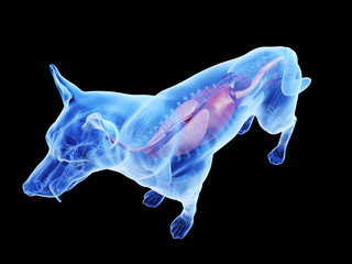Fototapeta premium 3d rendered medically accurate illustration of a dogs internal organs