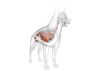 Obraz na płótnie Canvas 3d rendered medically accurate illustration of a dogs internal organs