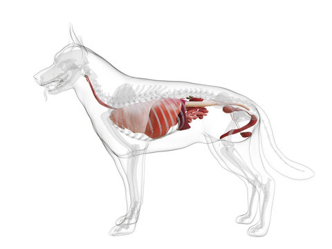 3d rendered medically accurate illustration of a dogs internal organs