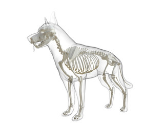 3d rendered medically accurate illustration of a dog skeleton