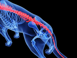 3d rendered medically accurate illustration of a dog spine
