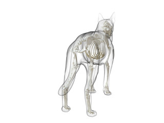 3d rendered medically accurate illustration of a dog skeleton