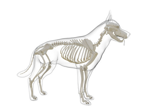3d rendered medically accurate illustration of a dog skeleton