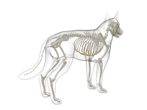 3d rendered medically accurate illustration of a dog skeleton