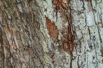 Tree bark texture . Nature background . Natural colors