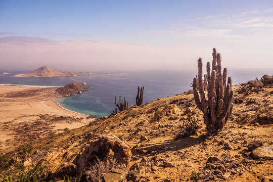 Coast of Pan de Azucar National Park in Chile. Atacama desert coast and cactus