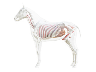 3d rendered medically accurate illustration of the horse anatomy © Sebastian Kaulitzki