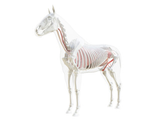 3d rendered medically accurate illustration of the horse anatomy