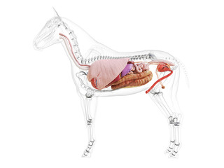 3d rendered medically accurate illustration of the horse anatomy © Sebastian Kaulitzki