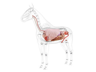 3d rendered medically accurate illustration of the horse anatomy © Sebastian Kaulitzki