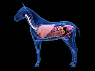 3d rendered medically accurate illustration of the horse anatomy © Sebastian Kaulitzki