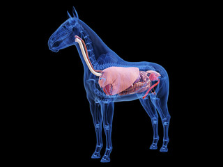 3d rendered medically accurate illustration of the horse anatomy © Sebastian Kaulitzki