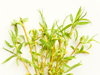 Weeping willow on white