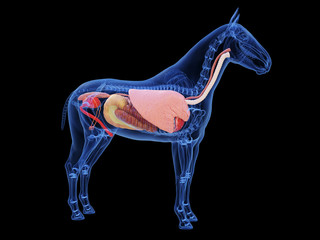 3d rendered medically accurate illustration of the horse anatomy © Sebastian Kaulitzki