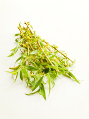 Weeping willow on white