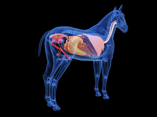 3d rendered medically accurate illustration of the horse anatomy