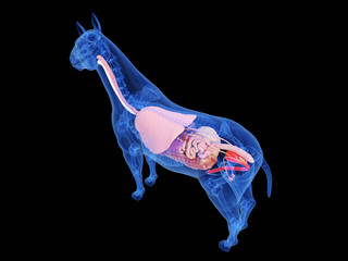 3d rendered medically accurate illustration of the horse anatomy © Sebastian Kaulitzki