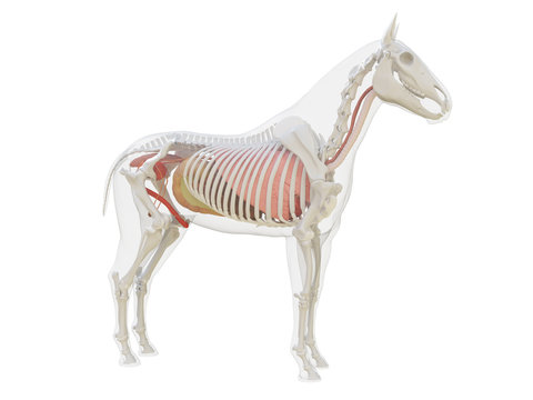 3d rendered medically accurate illustration of the horse anatomy