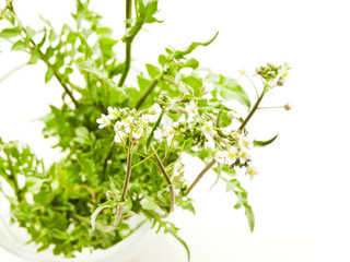 Shepherd's purse on white