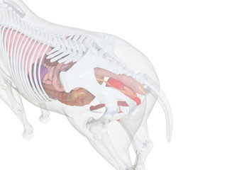 Fototapeta premium 3d rendered medically accurate illustration of the horse anatomy