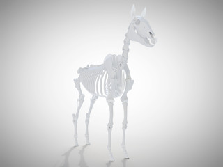 3d rendered medically accurate illustration of the horse skeletal system
