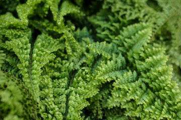 Fern leaves green foliage . Natural floral background