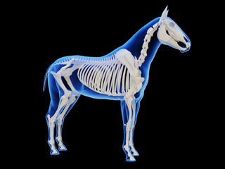 3d rendered medically accurate illustration of the horse skeletal system © Sebastian Kaulitzki