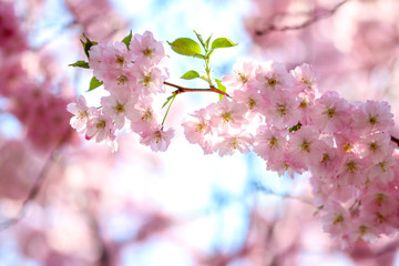 Pink cherry blossom on trees