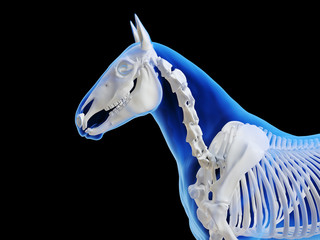 3d rendered medically accurate illustration of the horse skeletal system © Sebastian Kaulitzki