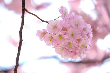 Pink cherry blossom on trees