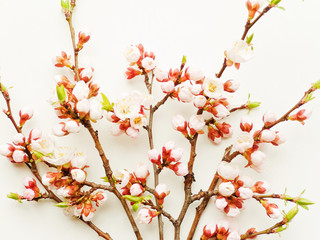 Apricot blossom on white