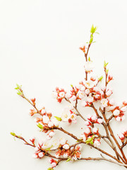 Apricot blossom on white