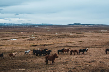 Horses on the plains in Iceland